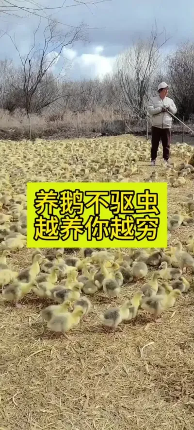 #肉鹅养殖 #养鹅人 #养鹅技术分享 #养鹅流程 #禽病防治
