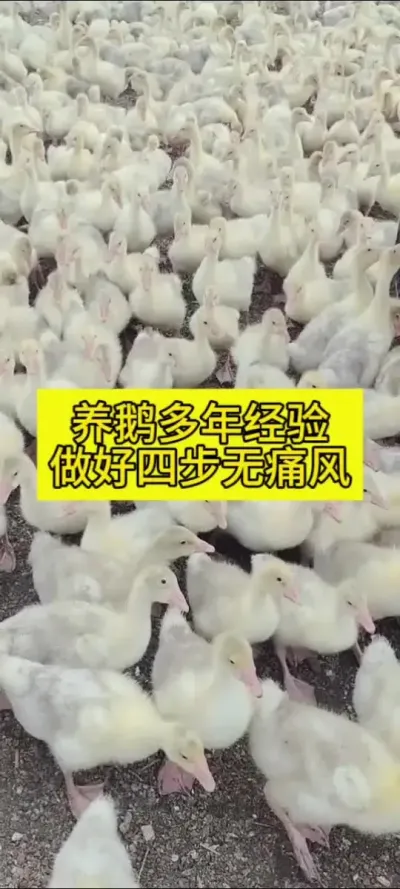 #肉鹅养殖 #养鹅人 #养鹅技术分享 #养殖 #三农