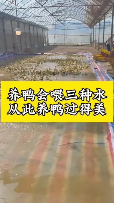 养鸭会喂三种水#养鸭专业户 #养鸭流程 #养鸭技术 #养鸭流程 #养鸭人