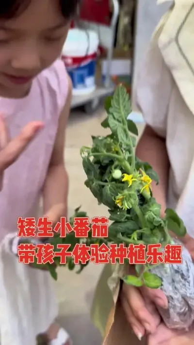 带孩子一起种矮生小番茄，又是母慈子孝的一天#矮生小番茄 #又是母慈子孝的一天 #番茄 #种植小技巧 #盆栽
