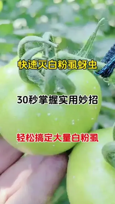 30秒解锁白粉虱&ldquo;灭绝术&rdquo;！一招让百万虫群前打后落，速藏！#白粉虱#蚜虫 #虫害防治 #番茄种植 #抖音助农