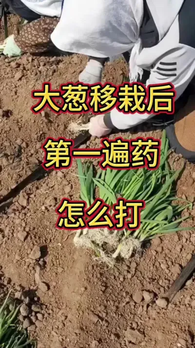 大葱打药 ##大葱 #三农 #大葱干尖黄叶 #@
