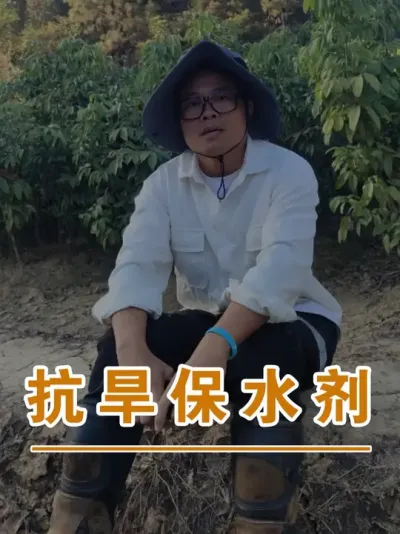 荔枝种植抗旱的方法#广西灵山荔枝果苗#农业创业#抖音新农人计划2025#吕老师种果苗