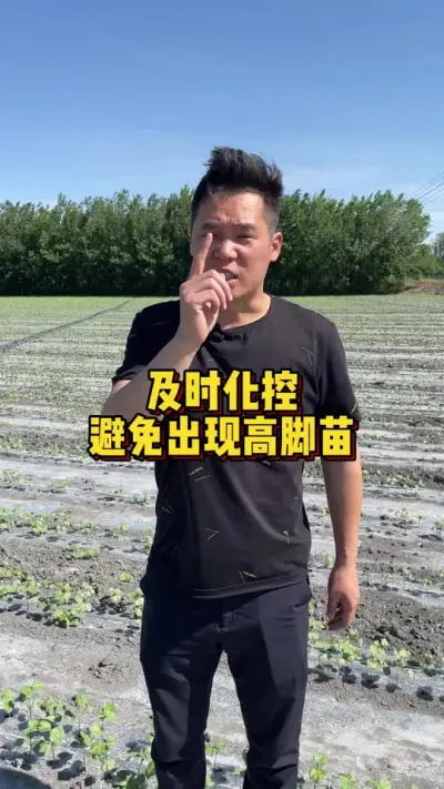 及时化控避免出现高脚苗 #高脚苗 #关注我每天分享种植知识 #棉花种植专家讲座 @抖音小助手