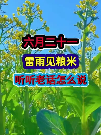六月二十一雷雨见粮米听听老话怎么说 #农业谚语 #农业种植 #农谚 #农谚老话 #分享农业知识帮农民增产增收