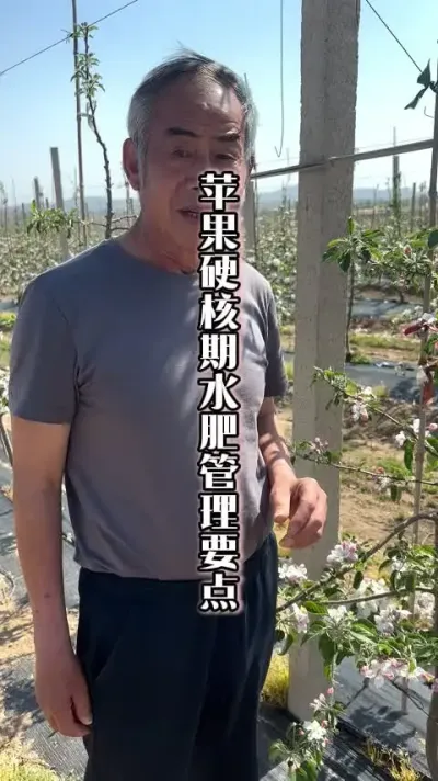 硬核期的用肥，决定果子的大小！果子小，用肥不对！ #硬核期 #果树用肥 #来抖音学农技 #田间地头实操干货 #春耕农技知识