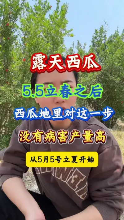 西瓜种植 露天西瓜5.5立春之后西瓜地里做对这一步没有病害产量高 #病害防治 #西瓜管理 #西瓜种植 #西瓜高产