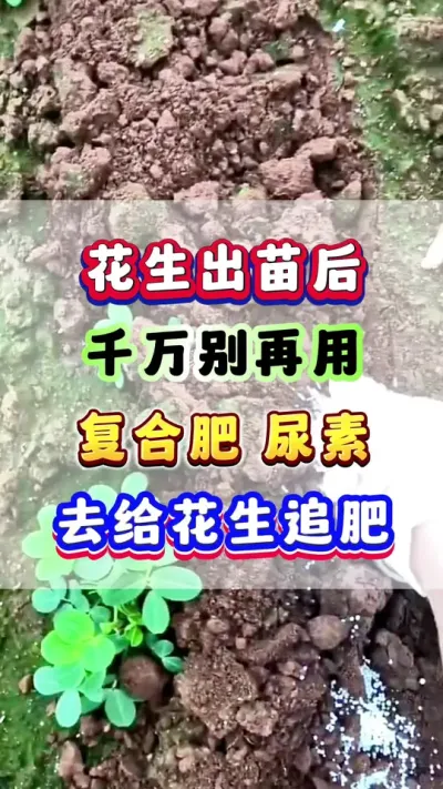 花生出苗后，千万别再用复合肥，尿素，去给花生追肥了！#花生种植  #花生施肥 #花生高产  #花生种植管理技术 #种植