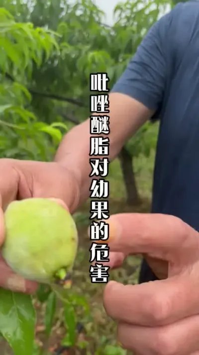 桃果硬核前禁止使用渗透性强及乳油类的产品 #桃树种植 #田间地头实操干货 #春耕农技知识 #来抖音学农技 #桃树管理技术