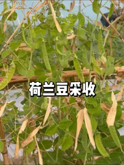 从种子到果实，荷兰豆种植全攻略 