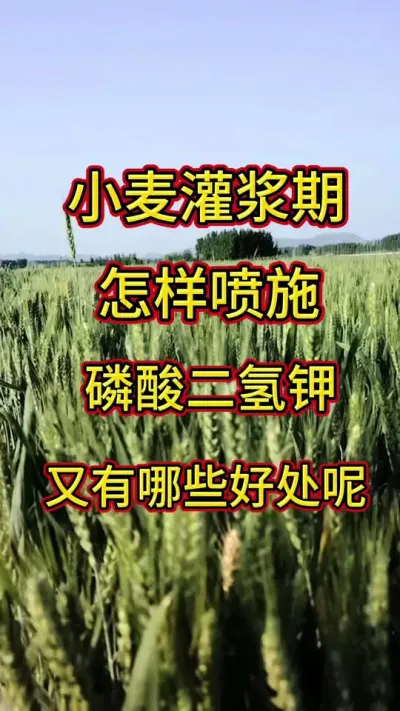 小麦灌浆期喷施磷酸二氢钾有什么好处#小麦 #割小麦 #抖音