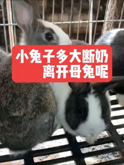 小兔子多大断奶，离开母兔呢？ #三农#养殖#兔子#养兔#养兔人