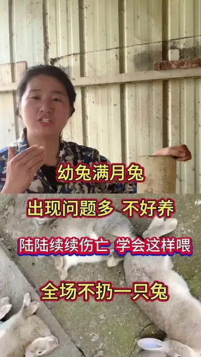 幼兔，满月兔问题多，不好养，陆陆续续伤亡比较大，关键在于管理，全程不扔1只兔子#兔子 #养兔 #养兔人 #肉兔 #兔子养殖