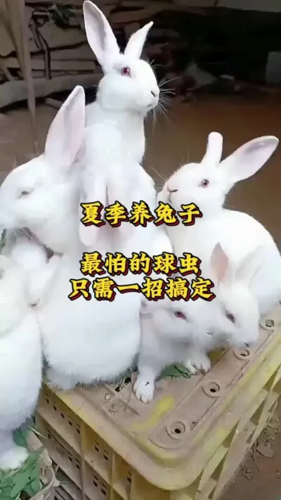 夏季养兔最怕的球虫，只需要一招就搞定 #养兔人 #兔子 #肉兔养殖 #养兔技术交流中心 #养兔三分靠管理七分靠技术