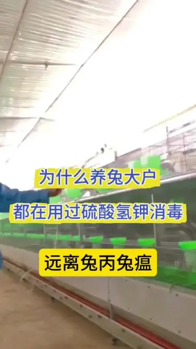 规模化兔场为什么总过硫酸氢钾消毒，远离兔丙兔瘟#兔子 #养兔人 #肉兔养殖 #科学养兔 #兔子养殖