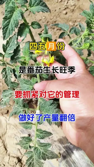 四五月份，是番茄生长旺季。这时做好关键管理，花多果多，产量高，病害少#番茄种植 #抖音助农 #病害防治#番茄打叉