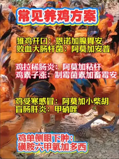 养鸡常见方案，掌握好养鸡不求人#养鸡#养鸡技术#鸡病防治#农村散养土鸡#科学养鸡