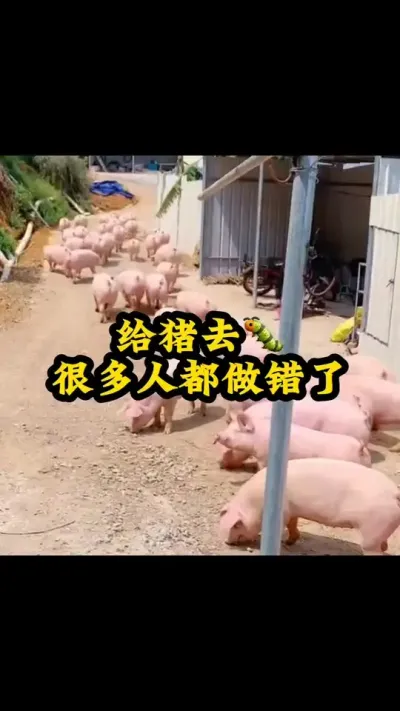 #养猪人 #三农流量扶持计划 #养猪人加油干 #自繁自养母猪 #养猪