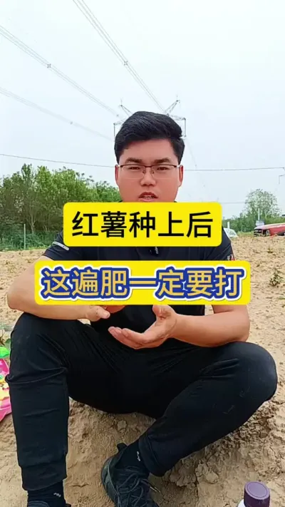 红薯种上后到一个月，一共要打几遍肥？这遍肥一定不能少！#红薯种植 #红薯施肥管理 #薯帮主膨薯肥 #红薯高产种植技术