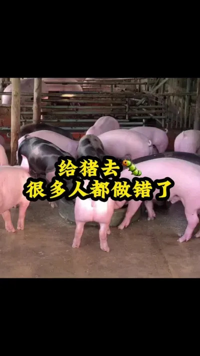 #养猪 #农村养猪人 #三农养猪人 #自繁自养母猪 #养猪人加油