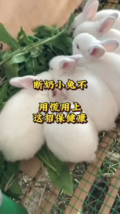 断奶小兔不用慌，用上这招保健康 #兔子 #养兔人 #肉兔养殖 #养兔技术交流中心 #养兔专业户