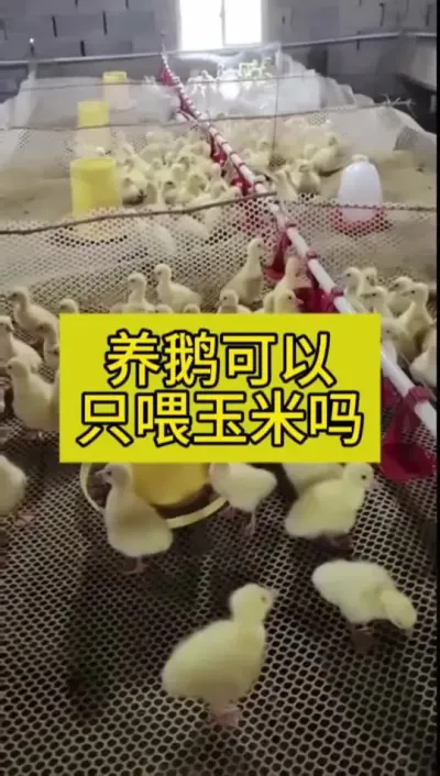 #肉鹅养殖 #养殖 #禽病防治 #养鹅流程 #养鹅人