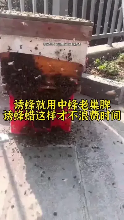 诱蜂就用中蜂老巢脾诱蜂蜡，这样才不浪费时间#养蜂 #诱蜂 #养蜂技术 @抖音小助手
