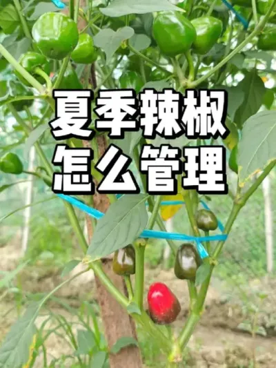 Ӧô 