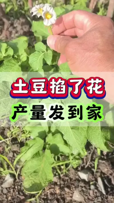 ˻ּ#߲ݪֲ # # #ݪֲ #ݪֲ