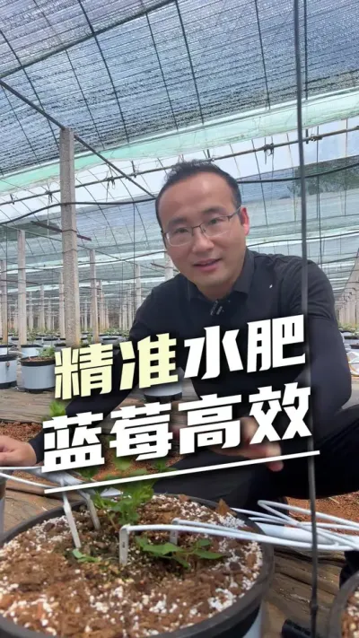 智能水肥精准调控 根系润而不涝 蓝莓高产优质高效栽培核心技术#全自动水肥灌溉 #高精度灌溉 #蓝莓种植 #科技农业 #设施助农