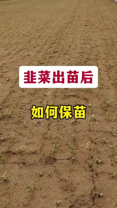 韭菜出苗后，如何保苗。#韭菜种植 #韭菜管理 #种韭菜 #韭菜种植方法 #韭菜施什么肥根粗