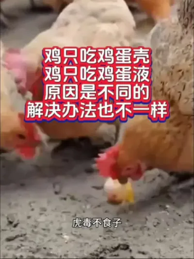 鸡吃鸡蛋咋回事怎么办呢#鸡吃鸡蛋#蛋鸡养殖#养鸡#科学养鸡#三农养殖