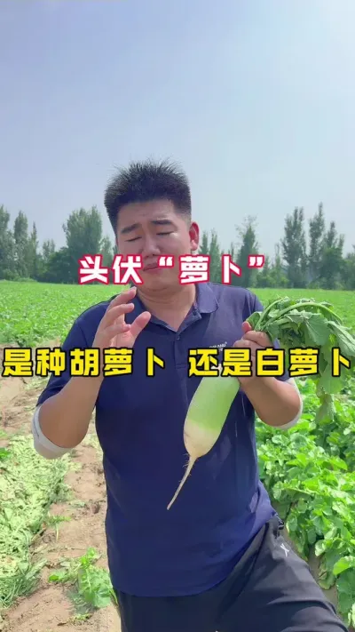 萝卜 #头伏萝卜二伏菜 #三农 #新农人计划 #萝卜 #蔬菜种植 ，头伏萝卜，二伏芥