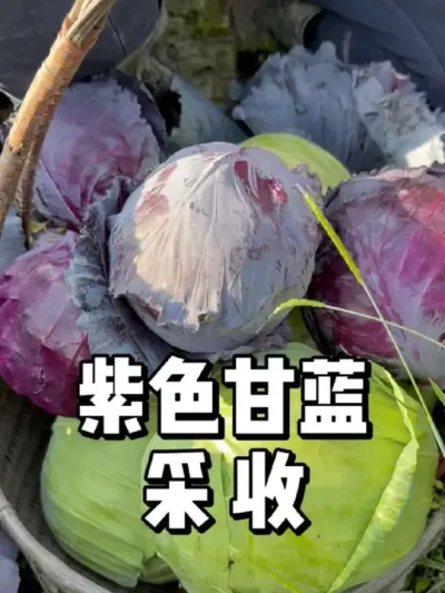 紫色甘蓝，不一样的美味体验，等你尝鲜！ 
