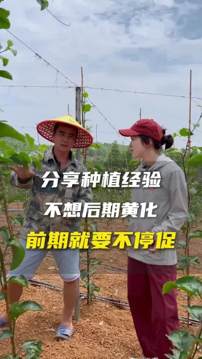 向有结果的百香果种植基地学习，快拿小本本记下来，这些都是黄总自己慢慢实践而来的宝贵经验。#百香果#百香果种植技术#农业种植#抖音助农#新农人