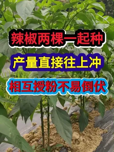 辣椒两棵一起种产量直接往上冲相互授粉不易倒伏 #辣椒种植 #辣椒种植技术 #农业种植 #种植小技巧 #三农