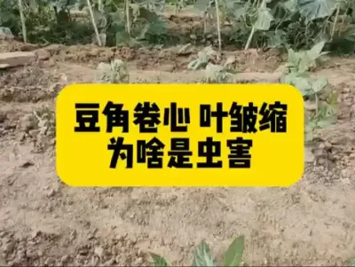 #每天分享农业知识 #农业人话农业#满益佳拌花生预防死苗