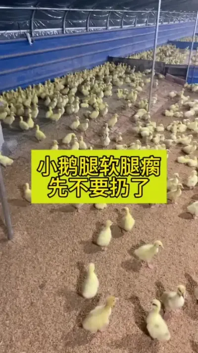 #养鹅人 #肉鹅养殖 #禽病防治 #养鹅技术分享 #三农