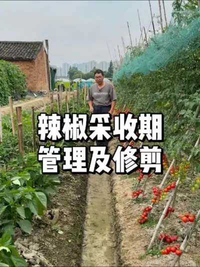 ڳ޼Ҫ 
