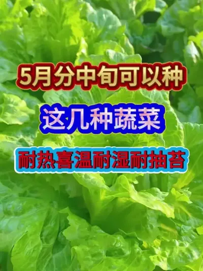 五月份中旬可以种这几种蔬菜耐热喜温耐湿耐抽苔 #蔬菜种植 #蔬菜种植技术 #农业种植 #种植小技巧 #三农