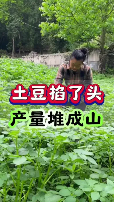 土豆掐了头产量堆成山#土豆高产种植 #马铃薯种植 #洋芋种植 #三农种植 #土豆种植技术