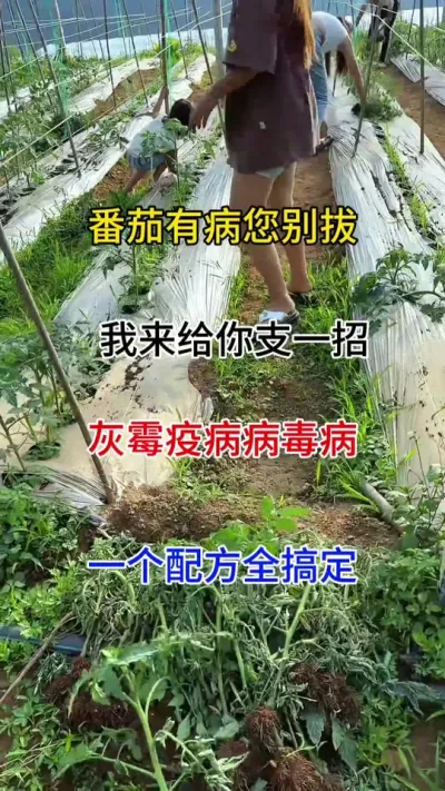 番茄有病您别薅我来给你支一招，#农业种植 #种植小技巧 #番茄种植