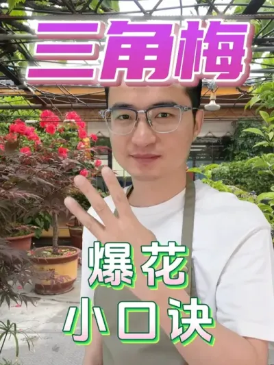 教你一个三角梅爆花小口诀！ #养花  #三角梅  #养花小知识