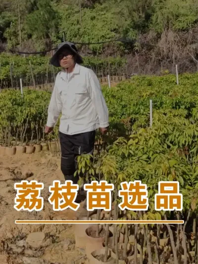 荔枝的隔年苗#广西灵山荔枝果苗 #农业创业 #抖音新农人计划2025 #吕老师种果苗