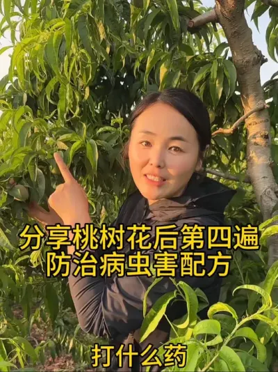桃树病虫害 后期炭疽病，褐腐病，轮纹病真菌细菌，食心虫都可以防治治疗保护都可以 #分享农业植保技术知识传播正能量 #农业种植