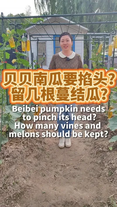 贝贝南瓜要不要打头？ 是留一根蔓结瓜还是两根蔓结瓜好？因情况而异啊。#种植小技巧 #贝贝南瓜 #阳台种菜 #我爱种菜 #种菜小技巧