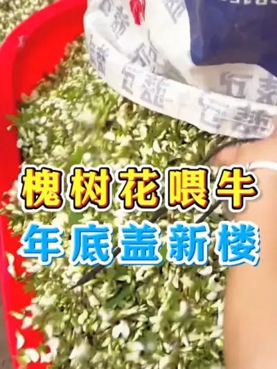 槐树花喂牛年底盖新楼 #养牛人 #三农 #养牛 #养殖