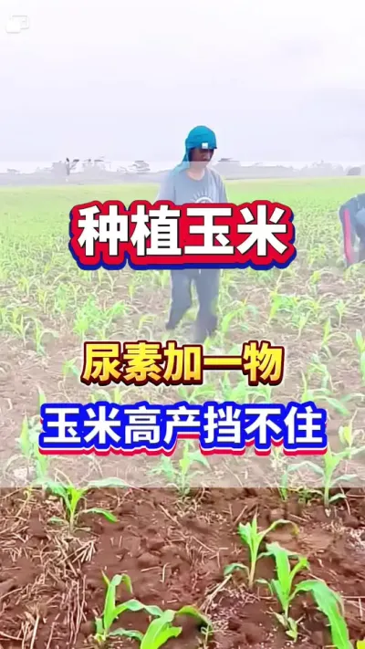 #玉米种植 #玉米高产 #玉米追肥 #玉米种植管理技术 #传播农业小知识