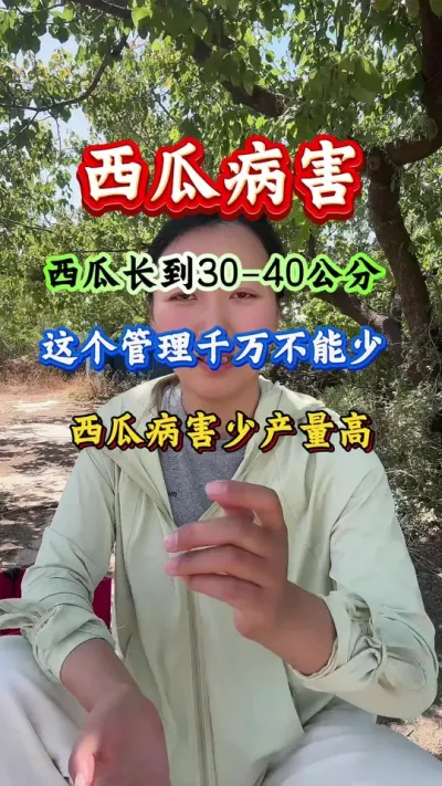 西瓜种植 西瓜长到30-40公分这个管理千万不能少西瓜病害少产量高#西瓜种植 #西瓜管理 #西瓜病害#西瓜高产