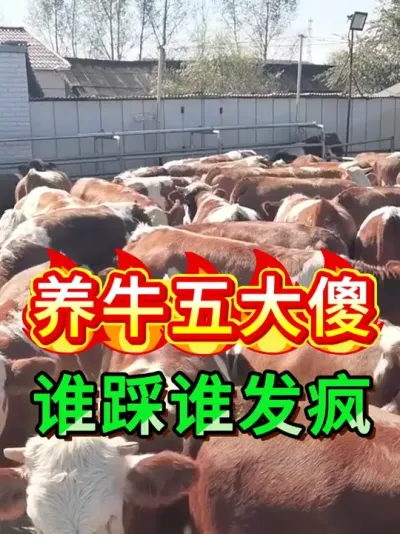 养牛五大傻，谁踩谁发疯 #养牛人 #三农养殖 #农村养牛 #养殖技术 #牛羊驱虫